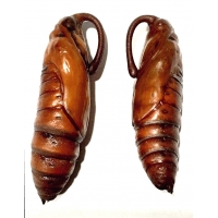 Convolvulous Hawk convolvuli pupae Pupae Convolvulous Hawk convolvuli pupae Pupae